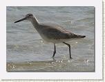 Birds On the Beach 01 * 612 x 461 * (40KB)